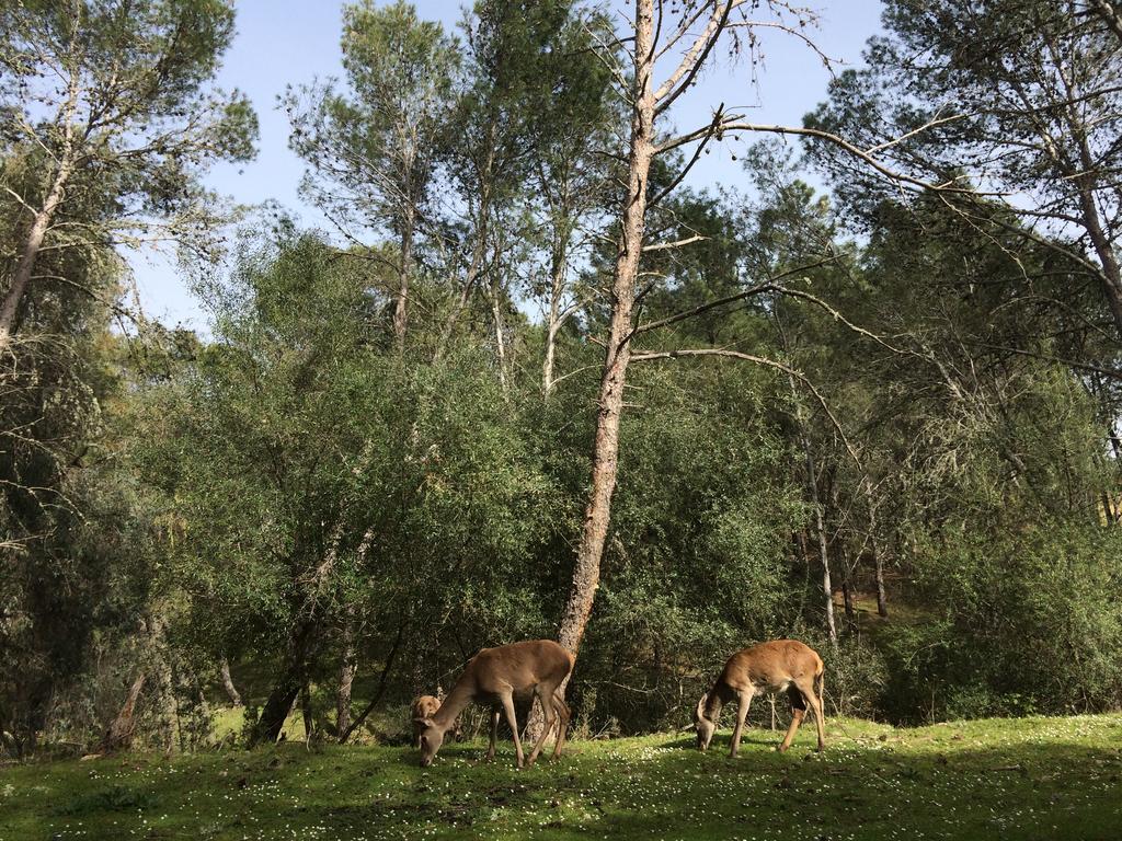 Pensjonat La Cerca Del Alcornoque Casas de Belvis Zewnętrze zdjęcie